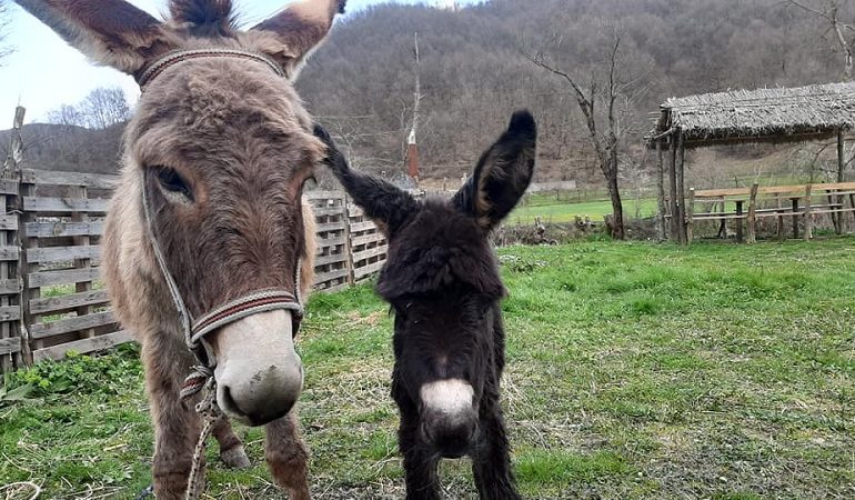 NDODH EDHE KJO NË ELBASAN/ Gomaricës së vogël i vënë EMRIN e konkurrentes së “Për’Puthen” (FOTOT)