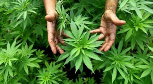 FIDANË KANABISI NË OBORR/ Arrestohet 53-vjeçari në Berat. Në pranga dhe vajza, dhunonte… nënën