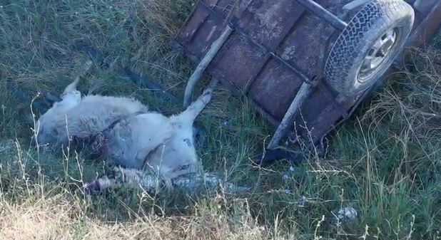 AKSIDENT I RËNDË/ Furgoni merr përpara karrocën me gomar, ndërron jetë burri në aksin Lushnje-Berat