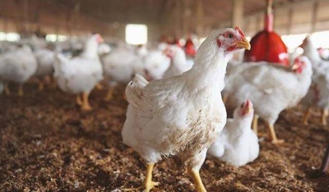 VEMENDJE PËR FERMERËT! Konfirmohet rasti i parë me gripin e shpendëve në Shkodër, çfarë duhet të DINI