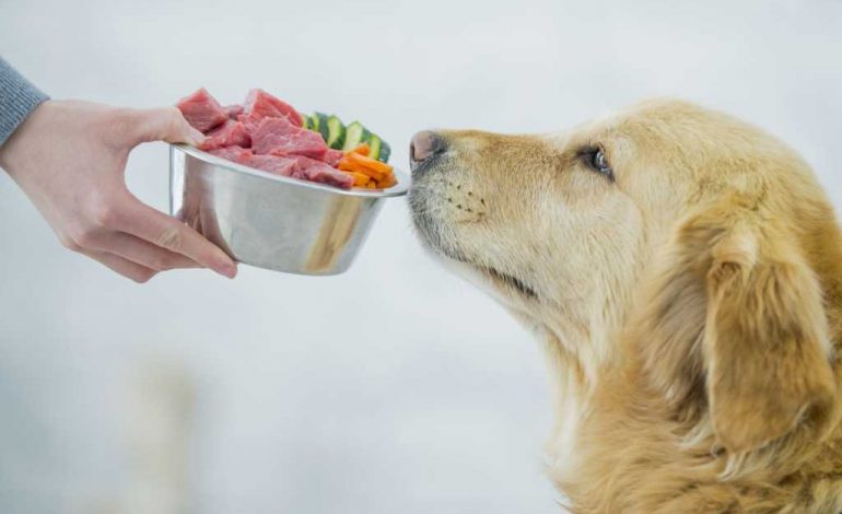 STUDIMI I RI/ Shkencëtarët japin ALARMIN: Ushqimi industrial i qenve paraqet rrezik për njeriun, ja çfarë përmban