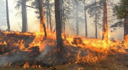 ZJARR NË FSHATIN MBOLAN/ Digjen 3 hektarë me shkurre dhe dëllinja, ndërhyrja e zjarrfikësve e vështirë (FOTO+VIDEO)