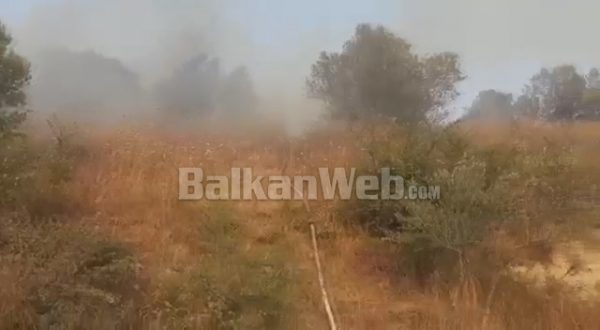 VAZHDOJNË ZJARRET NË FIER/ Zjarrfikësit në luftë me flakët, shkrumbohen qindra rrënjë ullinj e pemë frutore (VIDEO)