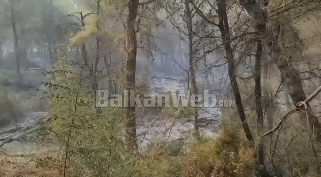 ZJARRET NË DISA ZONA NË FIER/ Mbi 70 hektarë pyje e shkurre të shkrumbuara…
