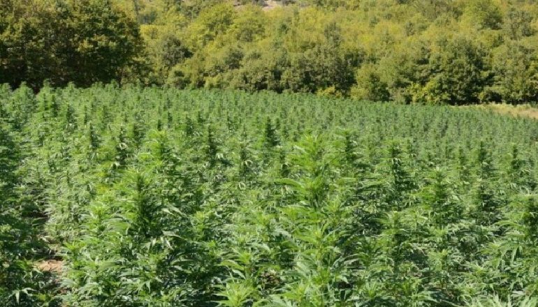 ZBULOHET NJË PARCELË ME KANABIS NË VERMOSH/ Arrestohet 21-vjeçari, anëtar i një grupi të trafikut të drogës (EMRI)