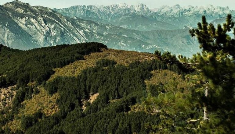 “QAFA E HELMIT”/ RENEA kontrolle me helikopter në malet e Pukës për drogë, zbulohet një parcelë me kanabis