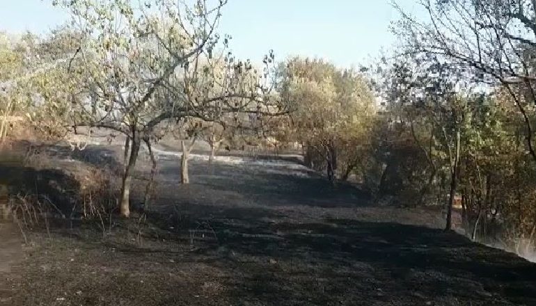 DOGJËN SIPËRFAQEN ME ULLINJ/ Arrestohet 54-vjeçari, shpallet një kërkim bashkëpunëtori (EMRAT)