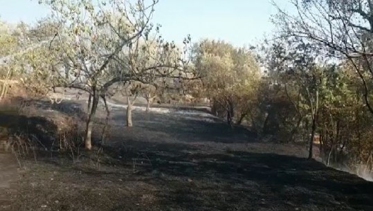 ZJARR NË FUSHË KRUJË/ Përfshihet nga flakët një sipërfaqe e mbjellë me ullinj