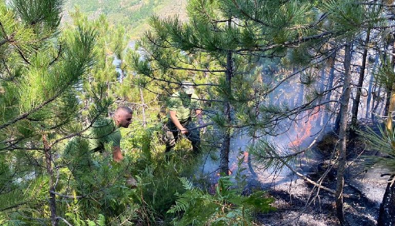 DOGJI NJË SUPËRFAQE ME ULLINJ/ Arrestohet një person në Lushnjë, procedohet penalisht dhe një 15-vjeçar (EMRI)