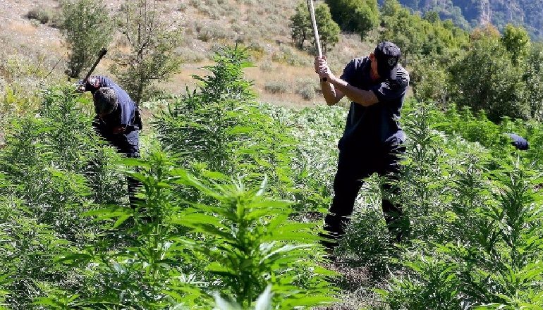 POLICIA E VLORËS AKSION NË VLORË/ Zbulohen sera me kanabis
