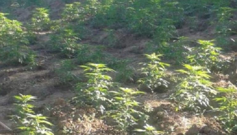 KULTIVONTE BIMË NARKOTIKE/ Ndalohet 23-vjeçari në Kukës, dyshime edhe mbi 2 vëllezërit e tij, hetohen në gjendje të lirë