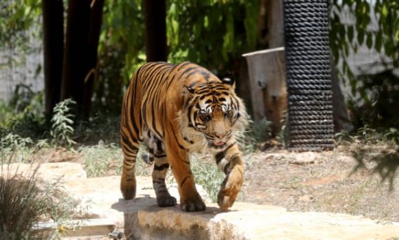 E RËNDË NË KOPSHTIN ZOOLOGJIK TË KILIT/ Kujdestarja sulmohet nga tigri, ndërron jetë në vend