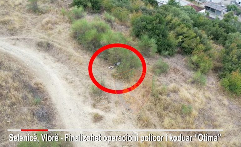 PAMJET NGA OPERACIONI NË VLORË/ Trafikanti mundohet të fshihet pas një shkurreje për t’i shpëtuar RENEA-s (VIDEO)