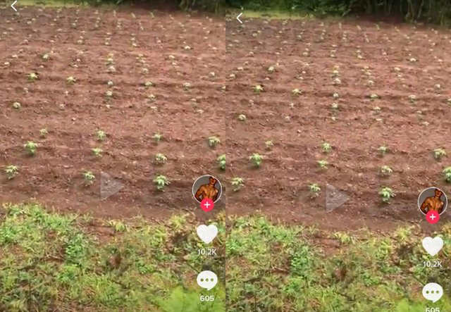 “O ÇU MBUSH MALI PLOT ME…”/ I riu poston VIDEON në “TikTok”, me parcelat me hashash