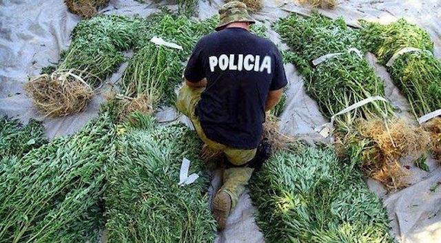KISHTE MBUSHUR MAKINËN ME 286 KILOGRAM KANABIS/ Arrestohet 44-vjeçari në Malësi të Madhe