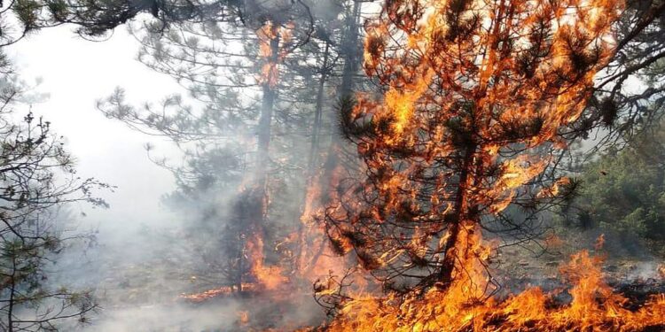 ZJARRI NË MAJËN E RUNËS/ Situata vijon të jetë problematike! Shuhen dy vatra në Tropojë