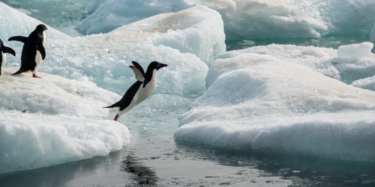 ANTARKTIDA PO NDRYSHON/ Ndikimi mund të jetë katastrofik, ç’po ndodh me pinguinët