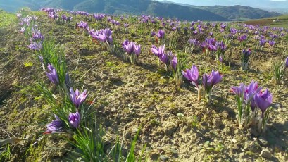NGA SHAFRANI TE GJALPI I ARRORËVE E BORONICAVE/ “Ari” që po rritet nga toka shqiptare