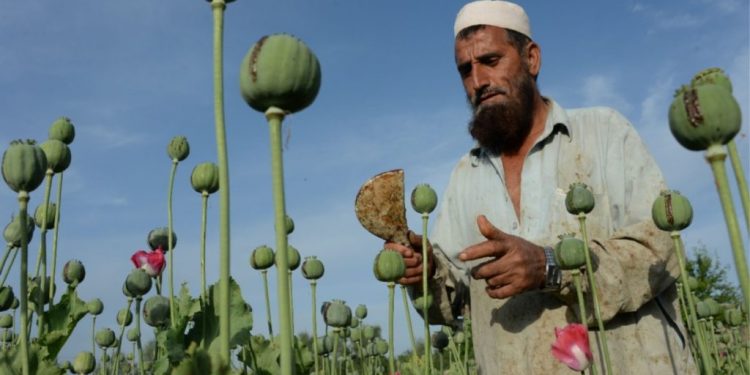 SITUATA NË AFGANISTAN/ Çdo të ndodhë me opiumin pas rikthimit të talebanëve
