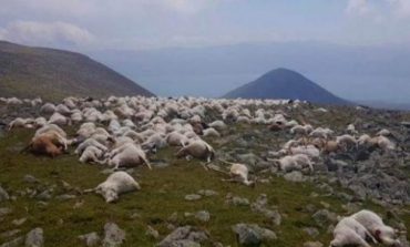 PAMJET E RËNDA/ Rrufeja vret mbi 500 dele, DETAJET