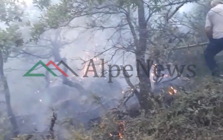 PËRHAPET NJË VATËR ZJARRI NË BEJKOLLARË/ Digjet një sipërfaqe e pyllëzuar. SHKAKU… (PAMJET)