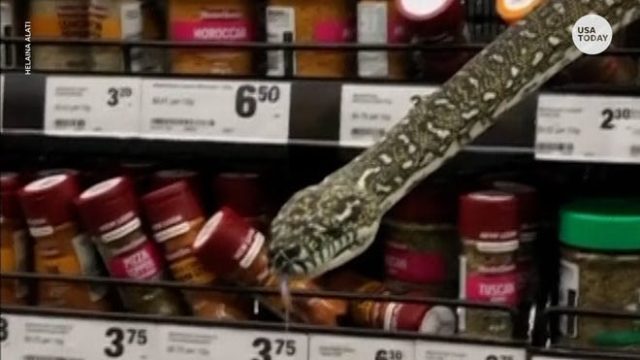 PUBLIKOHEN PAMJET/ Një gjarpër 3 metra del nga raftet e një supermarketi (VIDEO)