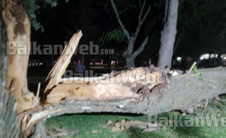 STUHI NË POGRADEC/ Shiu dhe era e fortë ndajnë më dysh pemën e vjetër në mes të qytetit (FOTO)