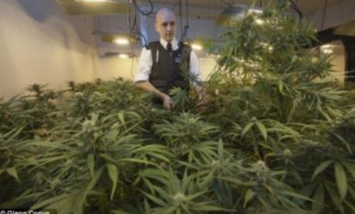 ARRESTOHEN 2 TË RINJ SHQIPTARË/ Sekuestrohen mbi 400 rrënjë kanabis sativa në Spanjë