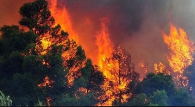 I VURI FLAKËN PYLLIT NË TROPOJË/ Shpallet në kërkim autori (EMRI)