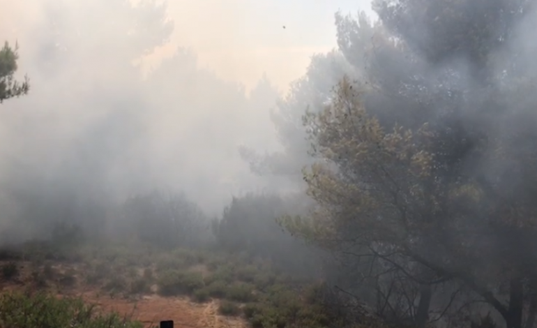ZJARRET NË VEND/ Arrestime edhe në Fier, pranga dy kushërinjve, dogjën mbi 4 hektarë pyll në… (EMRAT)