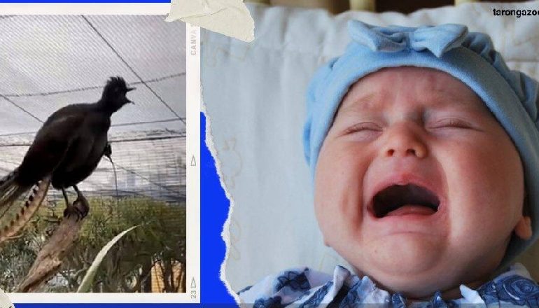 QAN SI FËMIJË KUR NUK I BLEJNË…/ Zogu në kopshtin zoologjik australian habit të gjithë me “këngën” e tij (VIDEO)