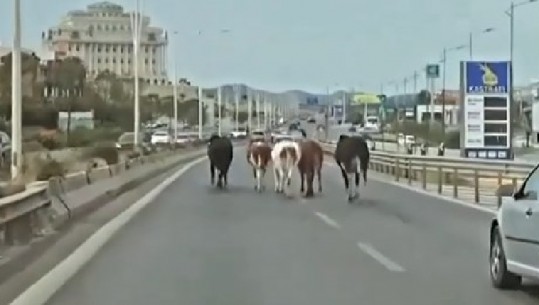 VIDEOLAJM/ "Trafik" në autostradën Tiranë-Durrës, lopët 'marrin rrugën' në këmbë drejt bregdetit