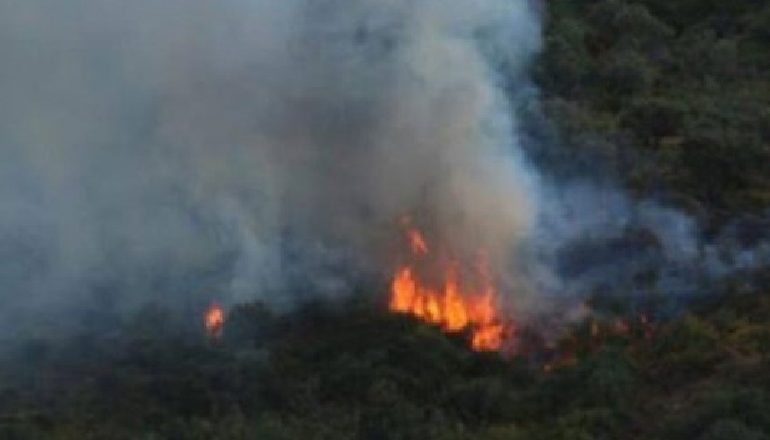 DOGJI SHKURRET, POR FLAKA I DOLI JASHTË KONTROLLIT/ Nis hetimi për 58-vjeçarin në Durrës