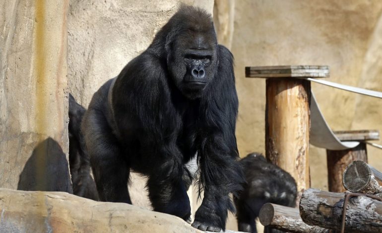 SHBA/ 13 gorilla infektohen me koronavirus nga rojtari i kopshtit zoologjik