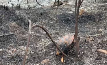 PAMJE E TRISHTË/ Breshka ngec në shkurre në tentativë për t'u luarguar, çfarë la pas zjarri në Panaja e Bestrovë