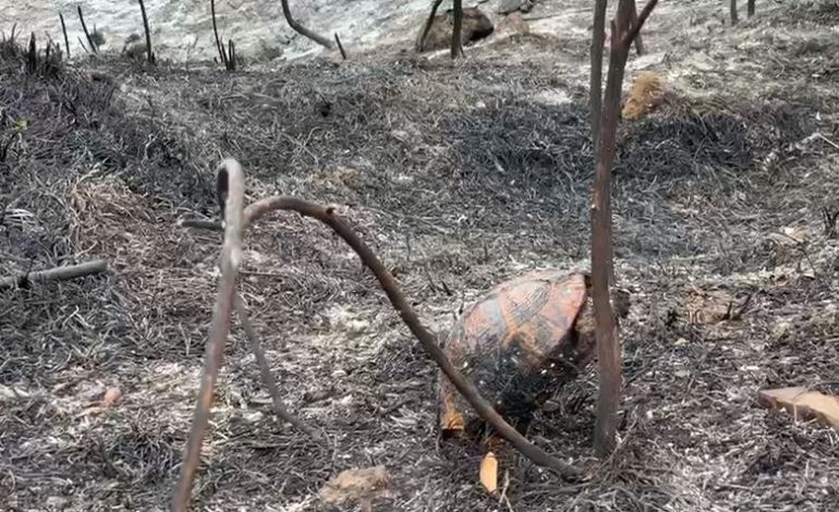 PAMJE E TRISHTË/ Breshka ngec në shkurre në tentativë për t’u luarguar, çfarë la pas zjarri në Panaja e Bestrovë