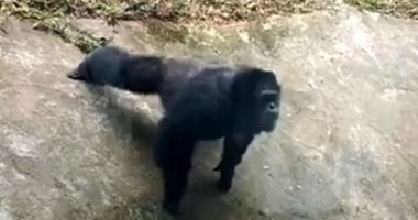 SHIMPAZEJA IMITON TURISTIN/ Momenti epik kur bën “pompa” (VIDEO)