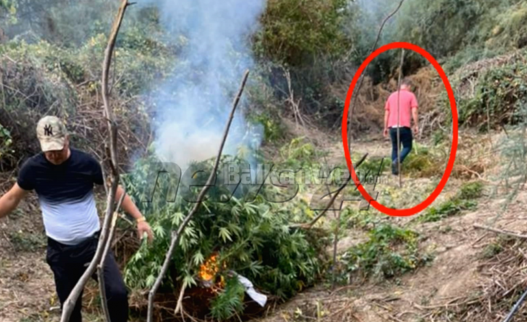DEL FOTO! Momenti nga asgjësimi i parcelës së hashashit në Lezhë ku mbeti i vrarë nënkomisar Saimir Hoxha