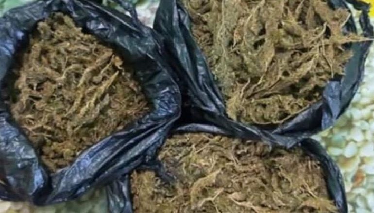 OPERACIONI “SHËNKOLLI”/ 2 në pranga në Elbasan, njëri 18 vjeç, iu kapën 16 kg kanabis (EMRAT)