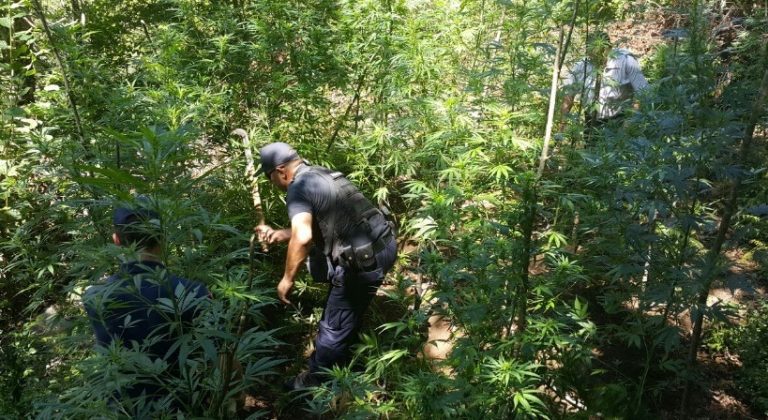 KULTIVONIN BIMË NARKOTIKE/ SHÇBA pezullon 2 efektivë të Vlorës, arrestohet edhe një tjetër polic në Ersekë