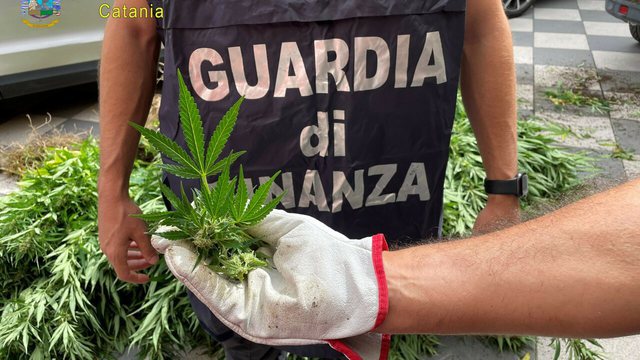 I DËNUAR ME 24 VITE BURG/ Shqiptari kapet duke ujitur parcelën me mbi 1 mijë rrënjë kanabis