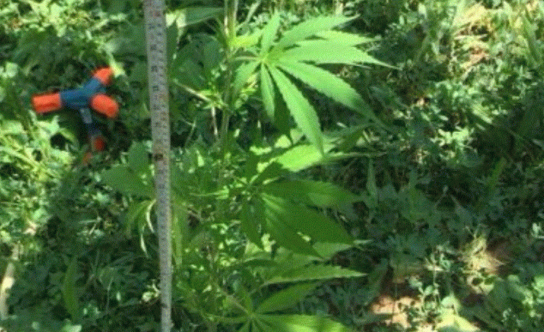 AKUZA PËR SHPËRDORIM DETYRE/ Kush janë 4 inspektorët e Policisë Pukë të arrestuar nga SHÇBA e SPAK (EMRAT)