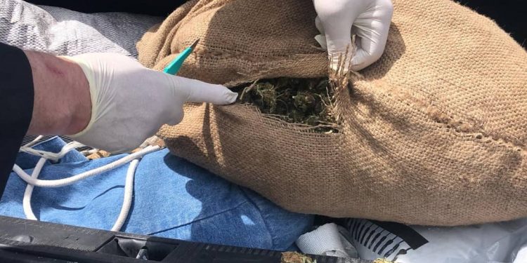 POLICIA AKSION NË PUKË/ Vrasësi kapet duke kultivuar kanabis, vihen në pranga 5 persona
