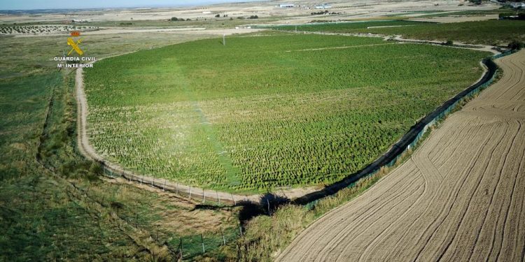 OPERACION POLICOR/ Zbulohet plantacioni më i madh i drogës në Europë, 12 hektarë të mbjella me 135 mijë rrënjë marjuanë