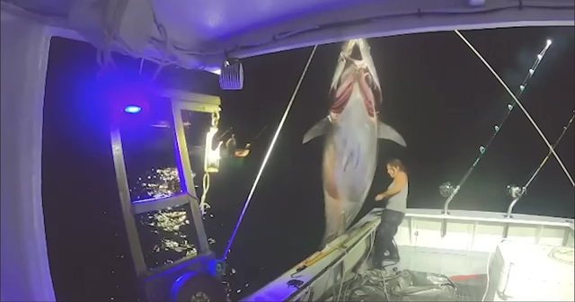 PAMJET/ Gruaja kap peshkun 272 kg, shikoni si “lufton” për ta futur në anije