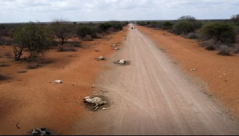 PAMJET E FRIKSHME/ Qindra kafshë të ngordhura në rrugë, thatësira sjell pasoja shkatërrimtare në Afrikë