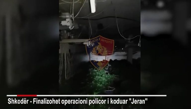 KISHIN KTHYER BANESËN NË FERMË KANABISI/ Arrestohet një 42-vjeçare, në kërkim bashkëshorti i saj! Sekuestrohen…