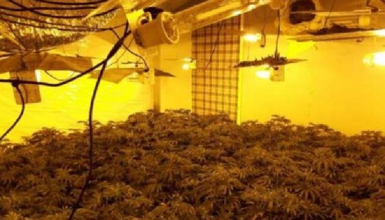 FQINJËT E “SPIUNUAN”/ 20-vjeçari shqiptar kapet në “shtëpi bari” në Britani, droga me vlerë 40 mijë paund (EMRI)