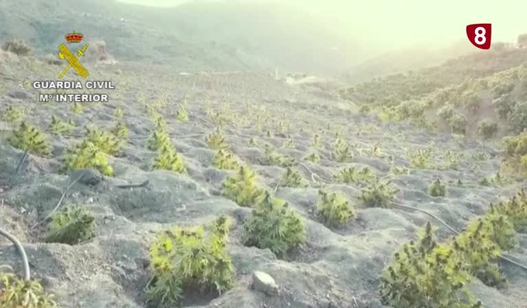 PAMJET/ Shqiptarët shndërrojnë pyjet e Spanjës në plantacione kanabisi, arrestohen 33 persona