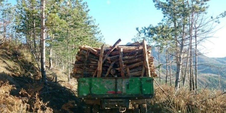 KRIMET MJEDISORE/ 22 të arrestuar vetëm në 2 javët e Dhjetorit